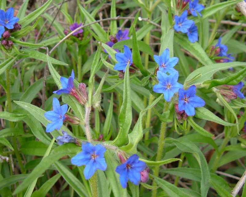 Aegonychon purpurocaeruleum (=Buglossoides purpurocaerulea) / Erba perla azzurra